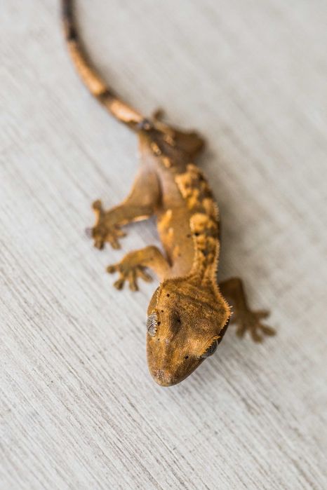 Młode gekony orzęsione