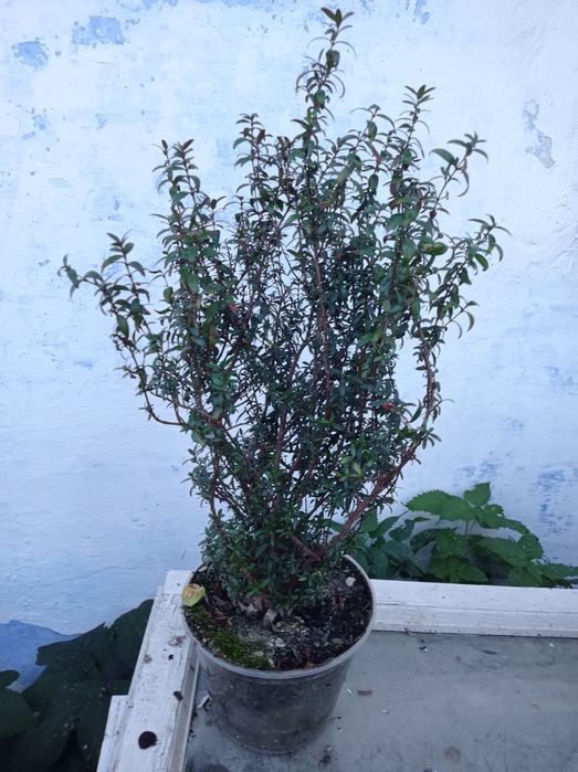 Мірти вазони дрмашні