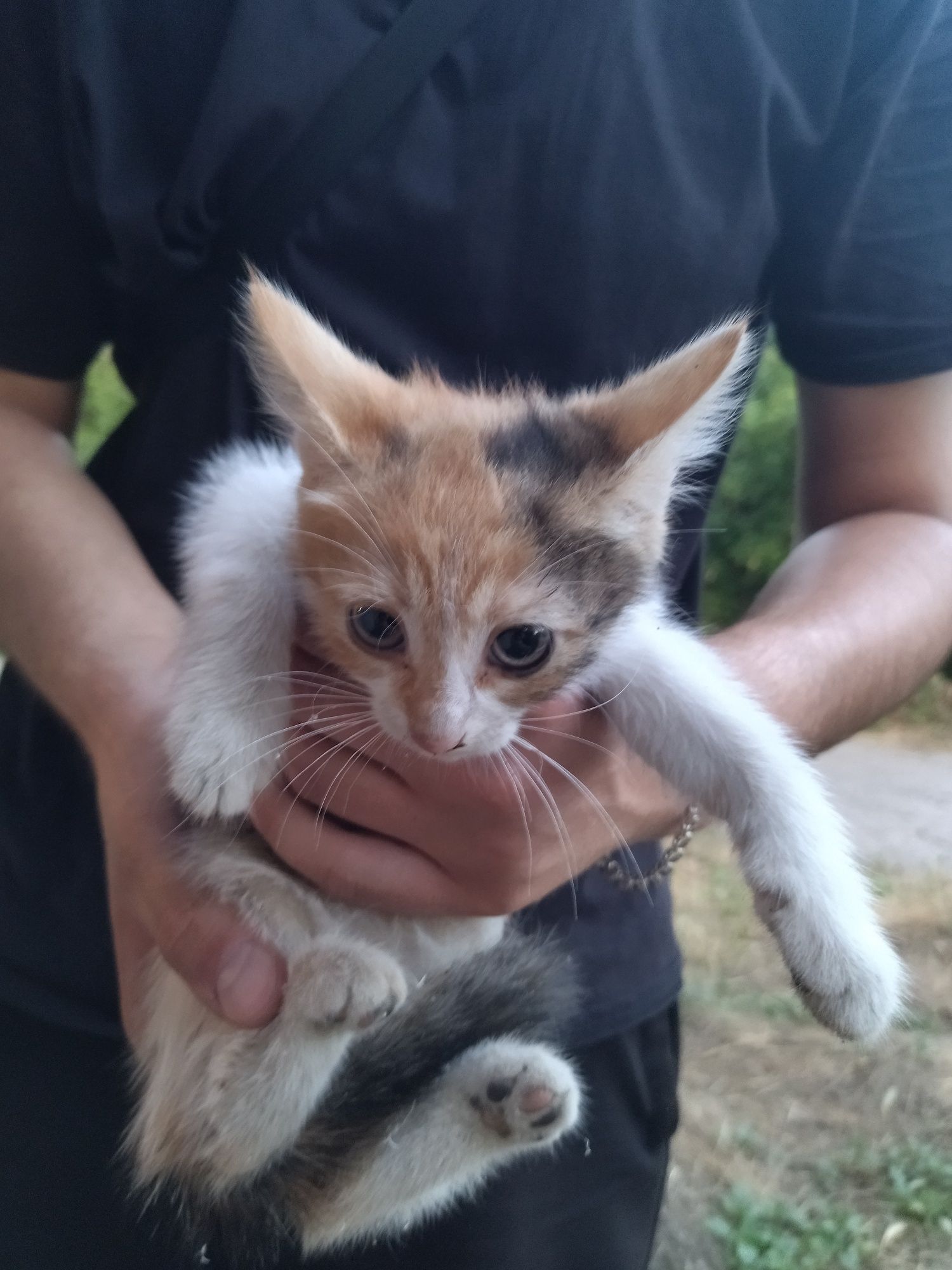 Котята в добрые руки бесплатно отдам, 1 девочка трехцветная