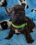 Buldog francuski ZKwP/ FCI