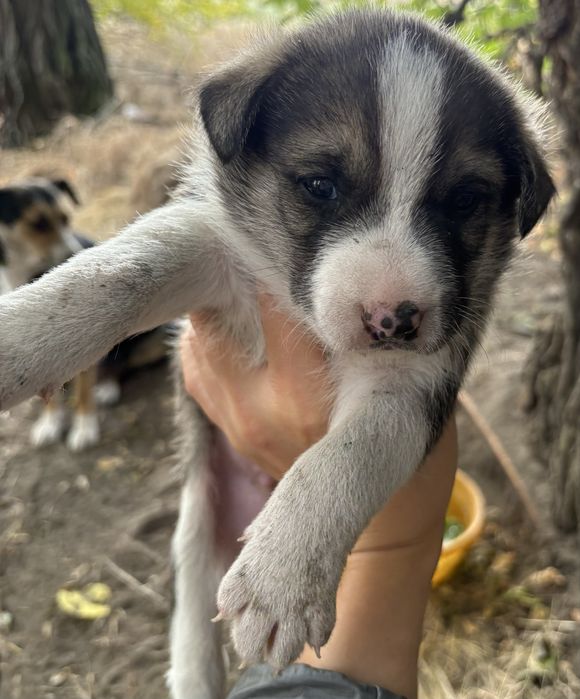 Щенки в хорошие руки