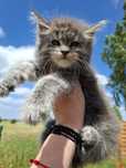 Maine Coon niebieska srebrzysta koteczka