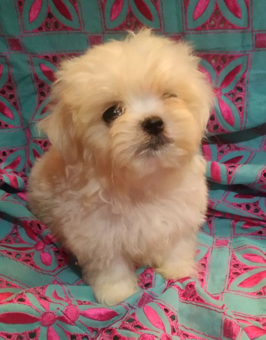 Суперпушистый мини мальтипу..