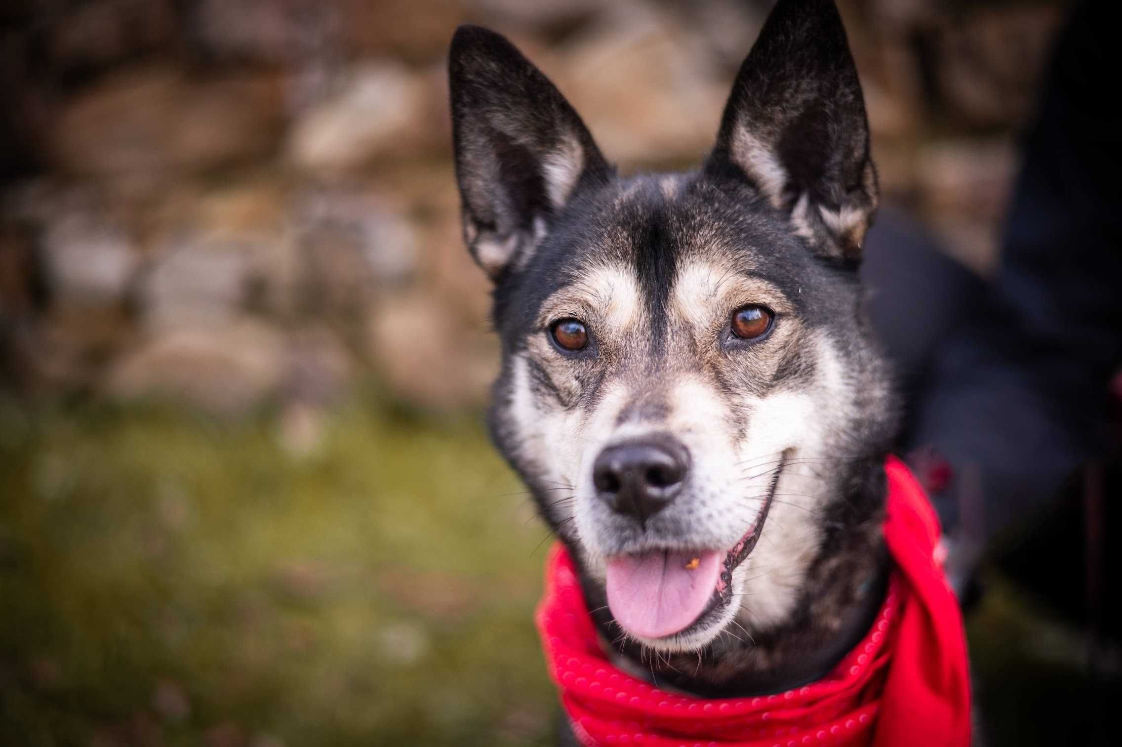 Piękna kochająca HELA w typie husky czeka na dom!