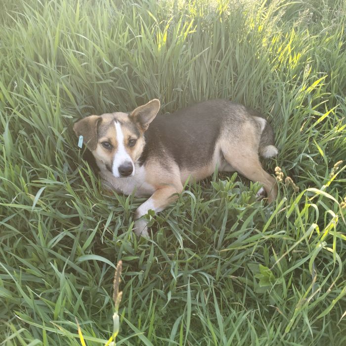 Безкоштовно.Стерилізована дівчинка. Віддається в добрі руки.