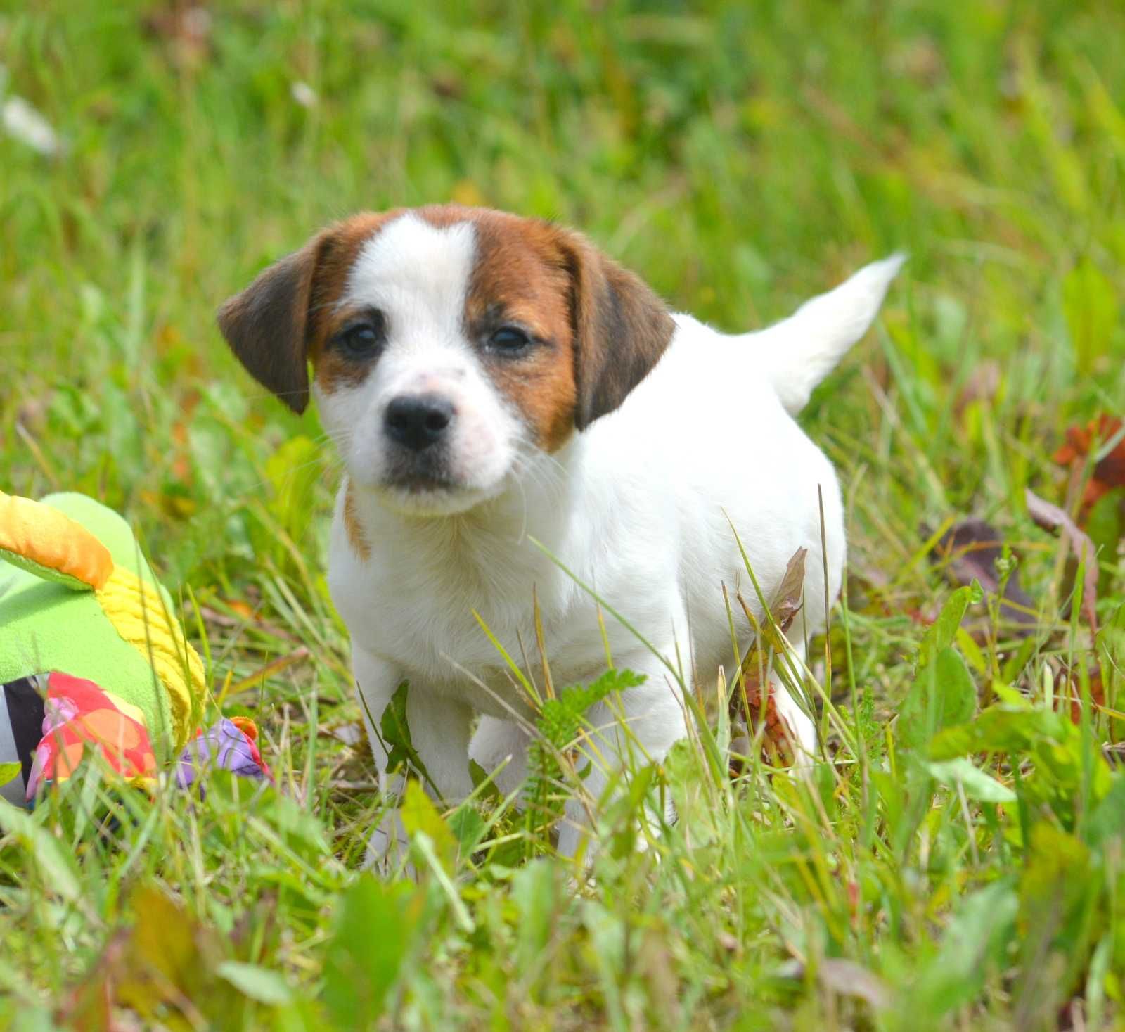 Jack Russell Terrier śliczny piesek gładkowłosy Sony ZKwP FCI rodowód