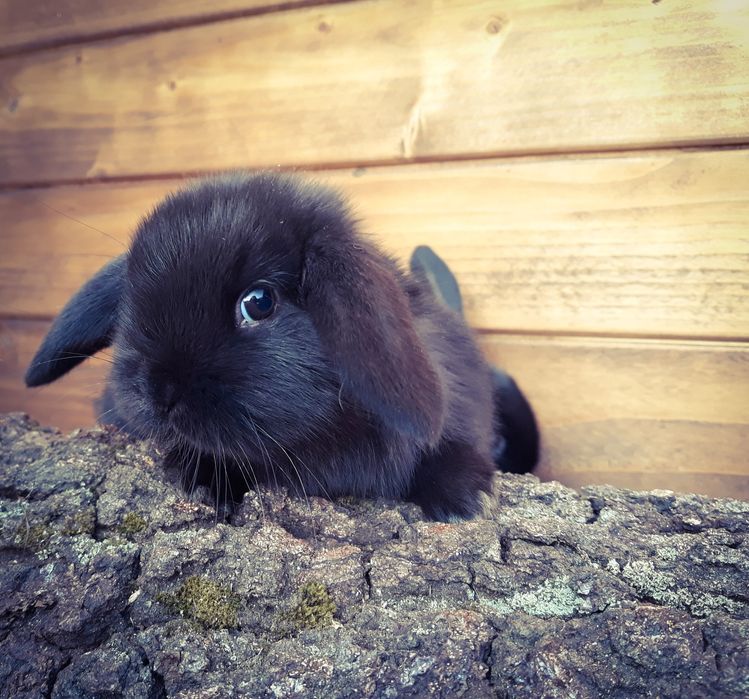 Królik karzełek baranek mini lop czarna perła