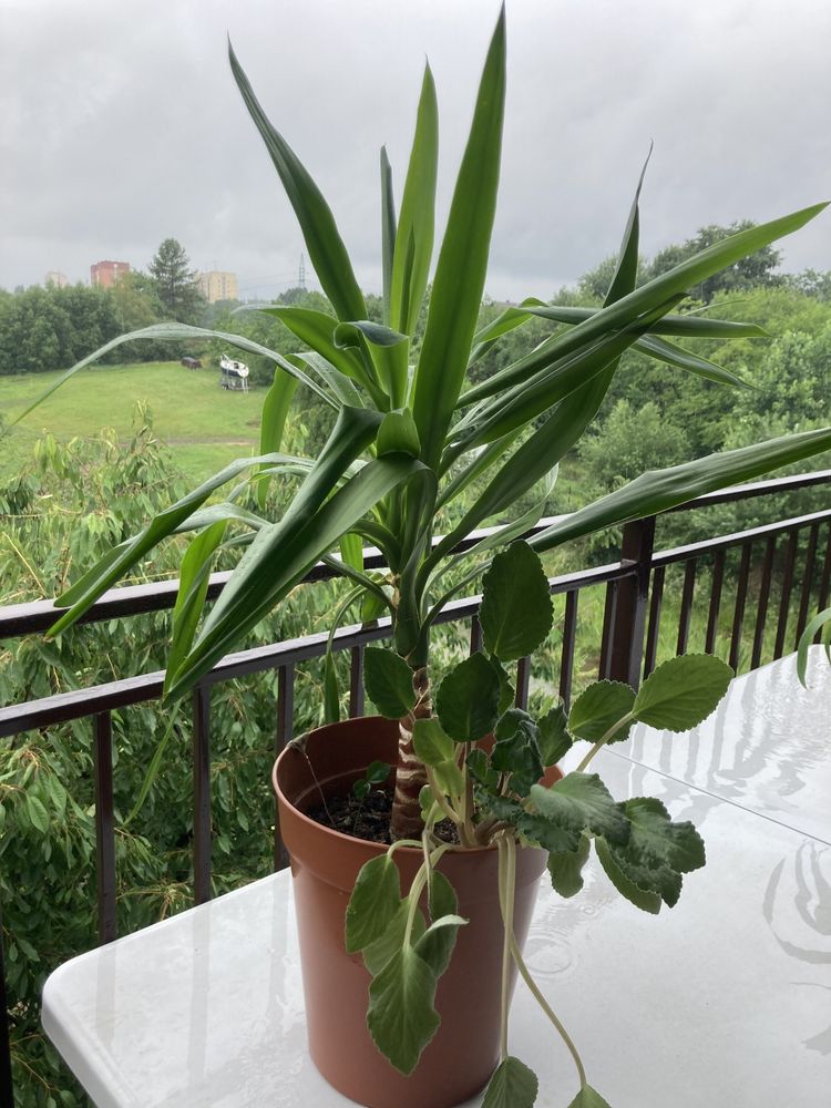Juka, dracena, rośliny zielone, rośliny doniczkowe