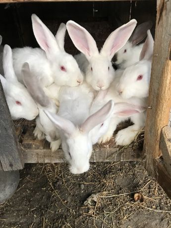 Кролики самки і самці