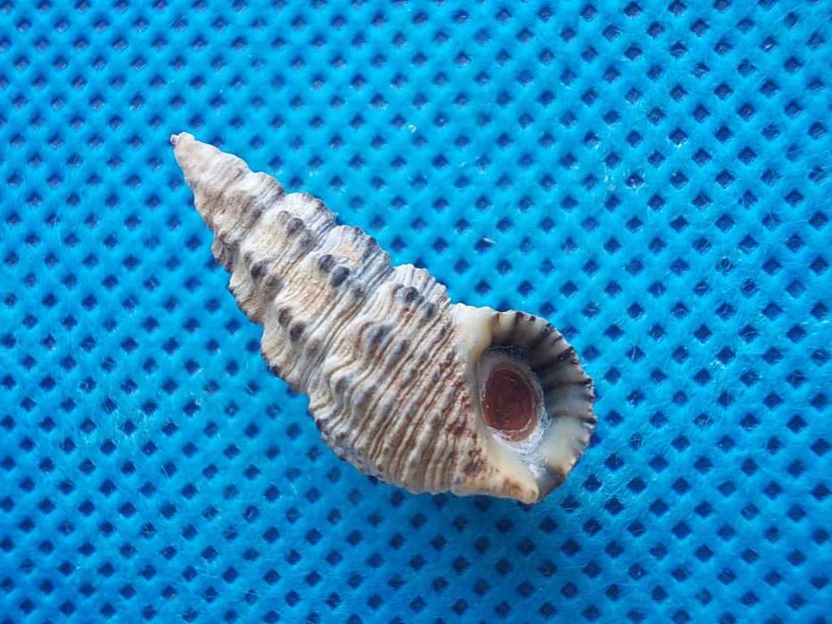 Muszle morskie- Batillaria australis