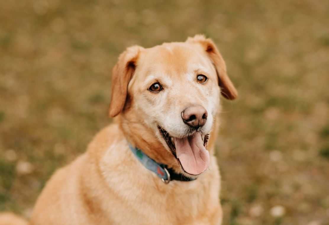 Labradorek szuka cudownego domu!!!