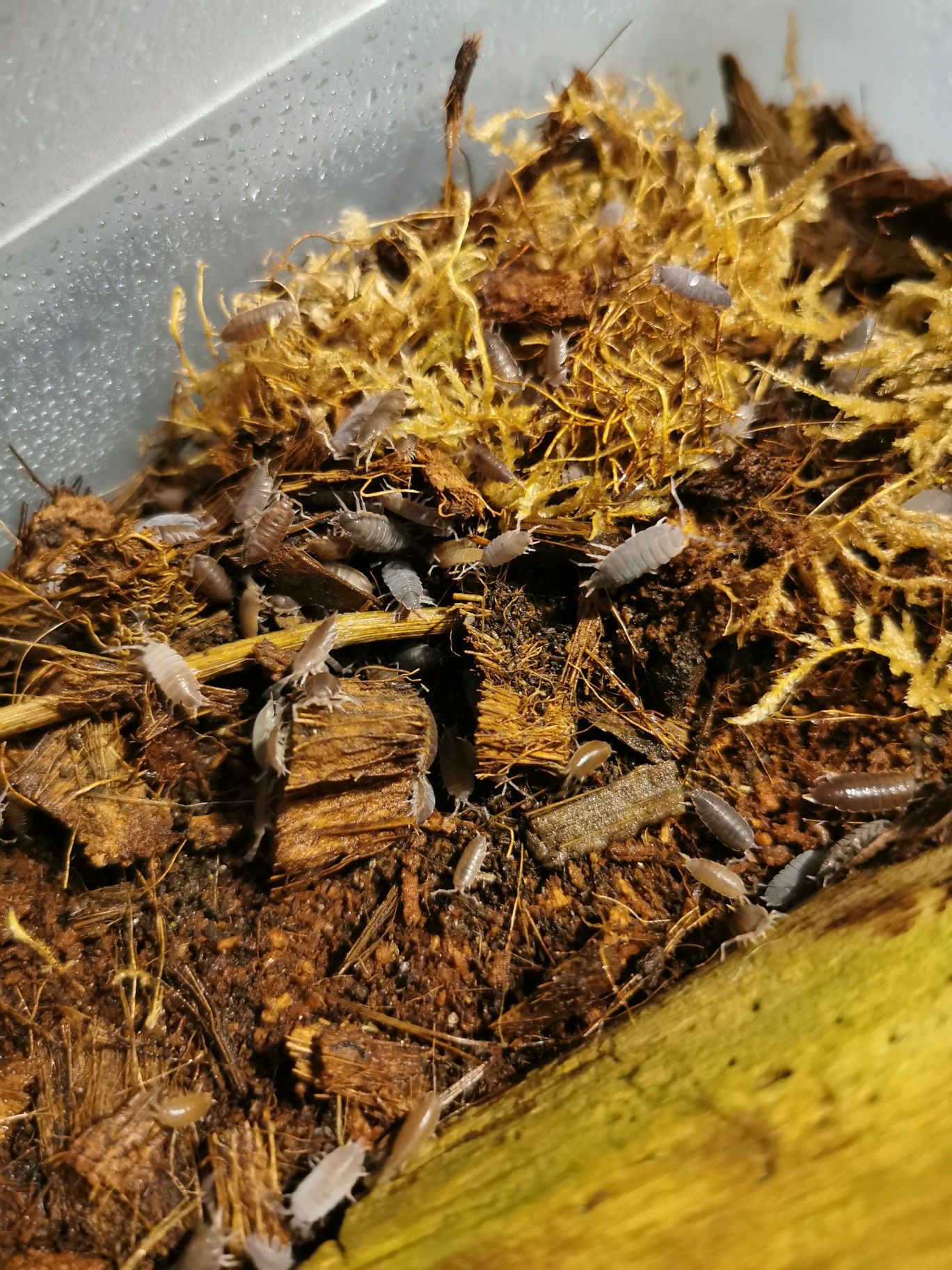 Isopody Porcellionides pruinosus 'Powder Blue'
