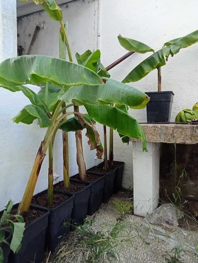 Bananeiras para consumo (em vaso)