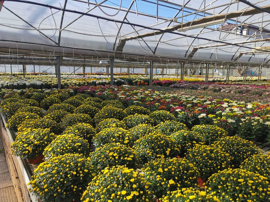 Chryzantemy chryzantema kule drobnokwiatowe kopka PRODUCENT HURT detal