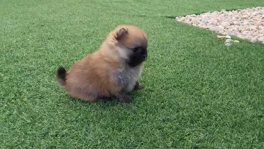 Lulu da Pomerânia com LOP (Pedigree) e Afixo