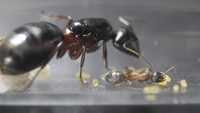 Camponotus herculeanus - królowa + 2-3 robotnice