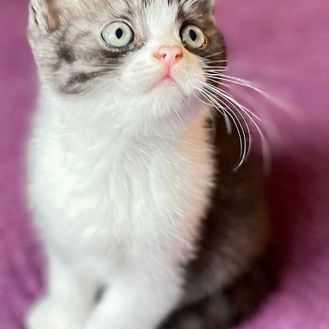 brytyjski kotek czarnosrebrny bikolor pregowany