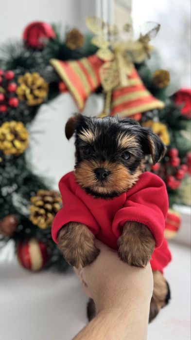 Йорк міні хлопчик