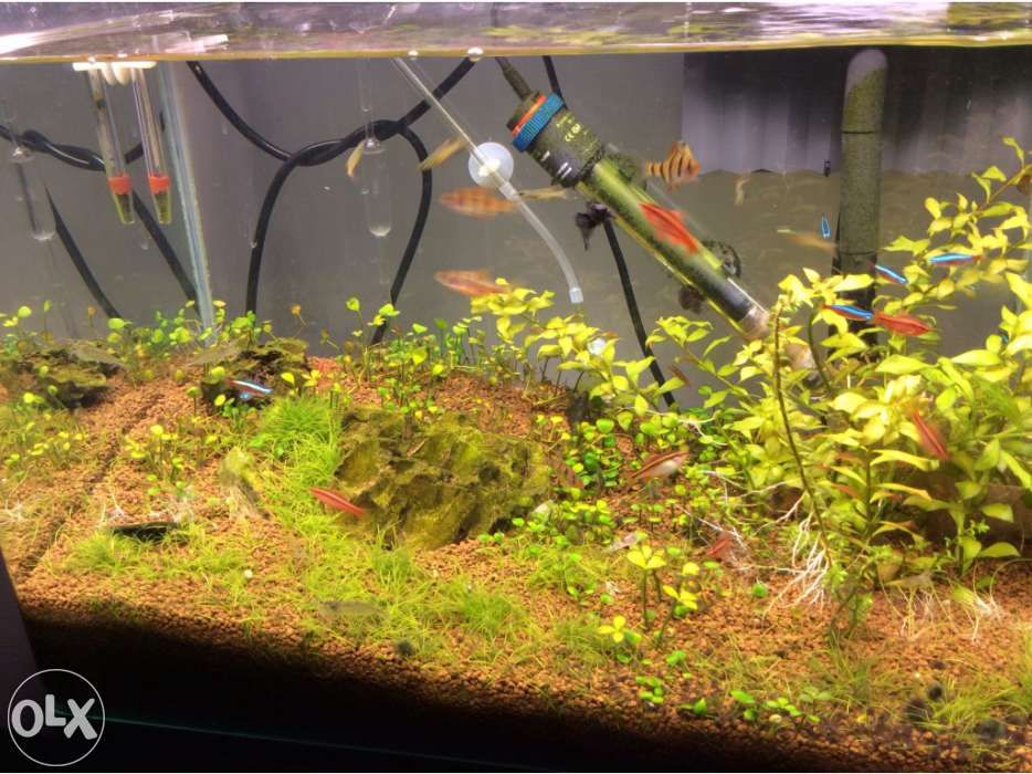 Aquario 50cm sem cantos no vidro frontal