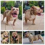 American bully 11 mies QUALITY Show