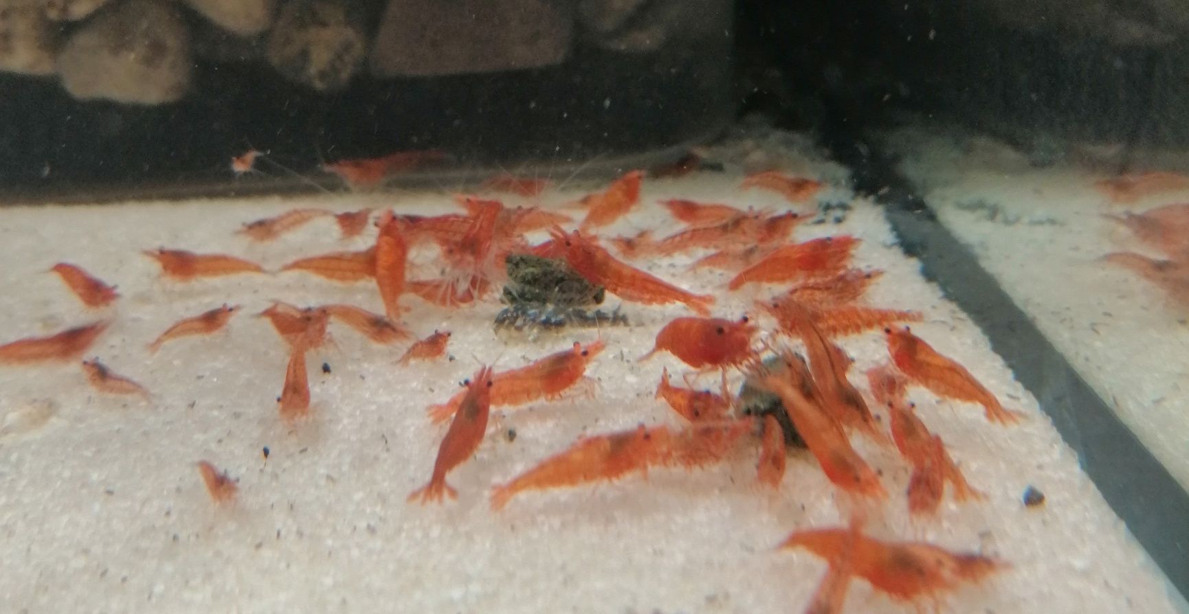 krewetki Red Cherry