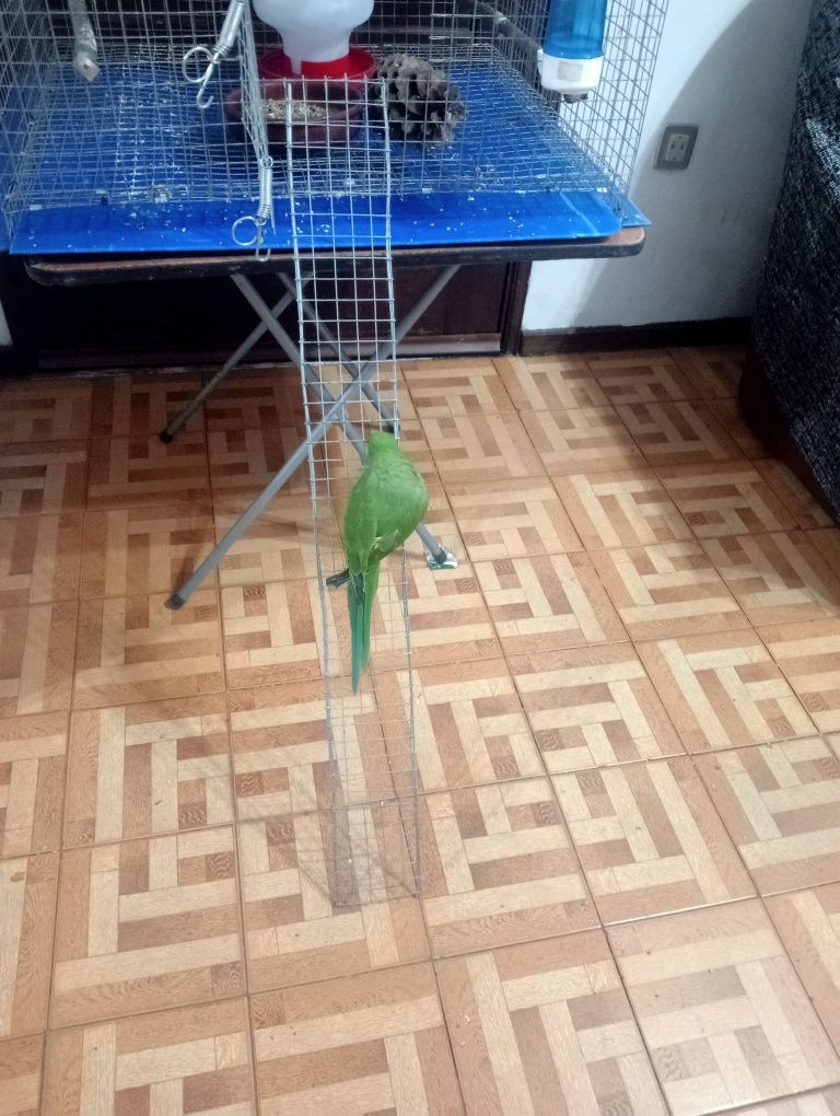 Ring neck verdes