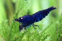 Caridina blue tiger orange eyes