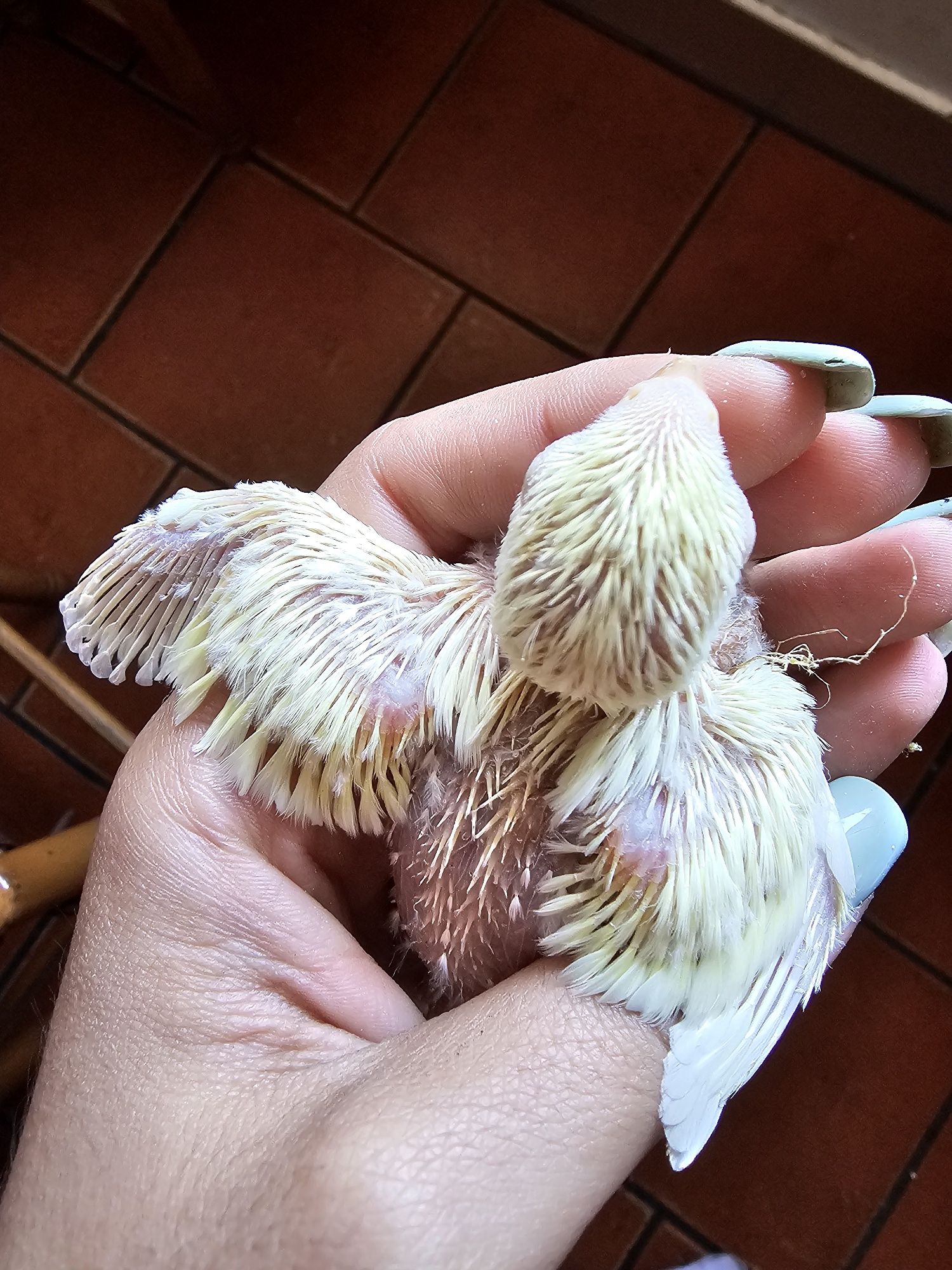 Agapornis roseicollis domesticados