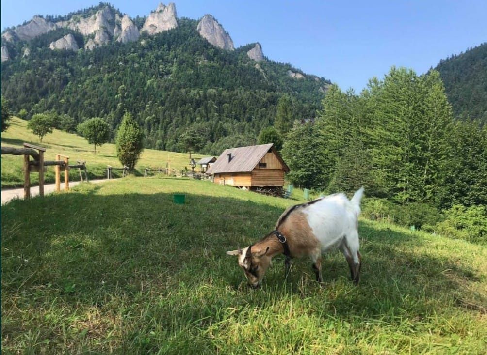 Pokoje gościnne u flisaka, noclegi, Pieniny, spływ Dunajcem, Trzy Koro