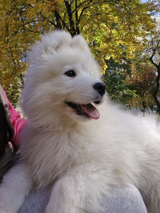 Szczeniak samoyed szuka domku