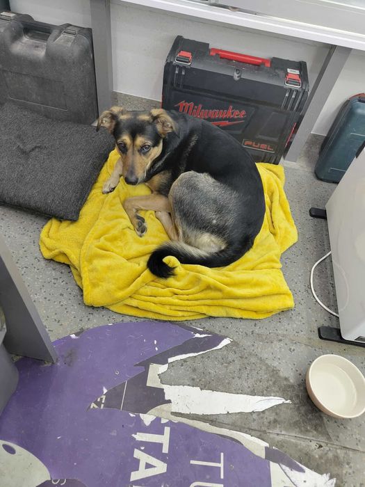 Oddam suczkę do Adopcji, Bajka szuka nowego domu