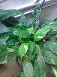 Diversas plantas/flores. 25€ cada