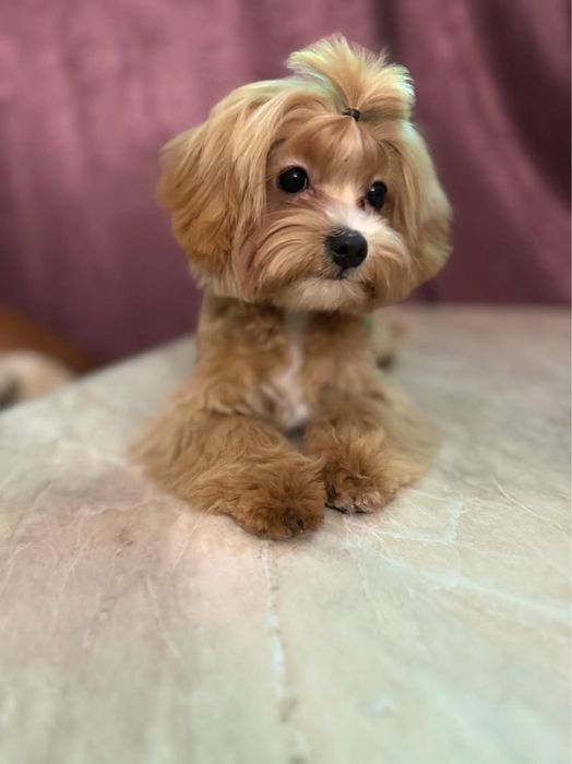 цуценята мальтипу