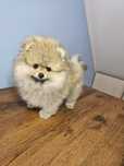 Super  Miś pomeranian chłopczyk.