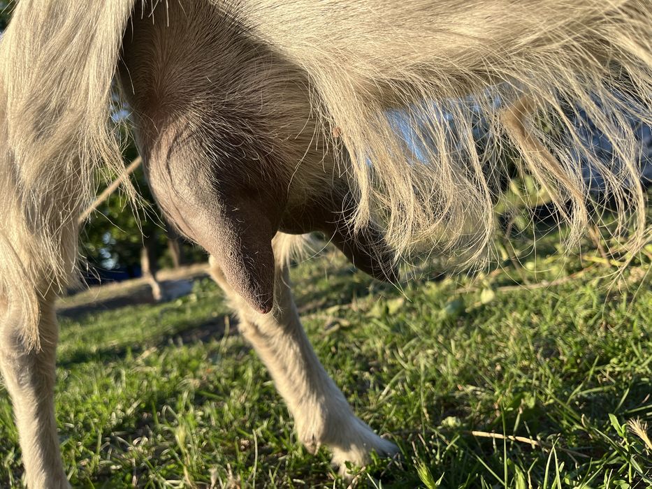 Продається козочка