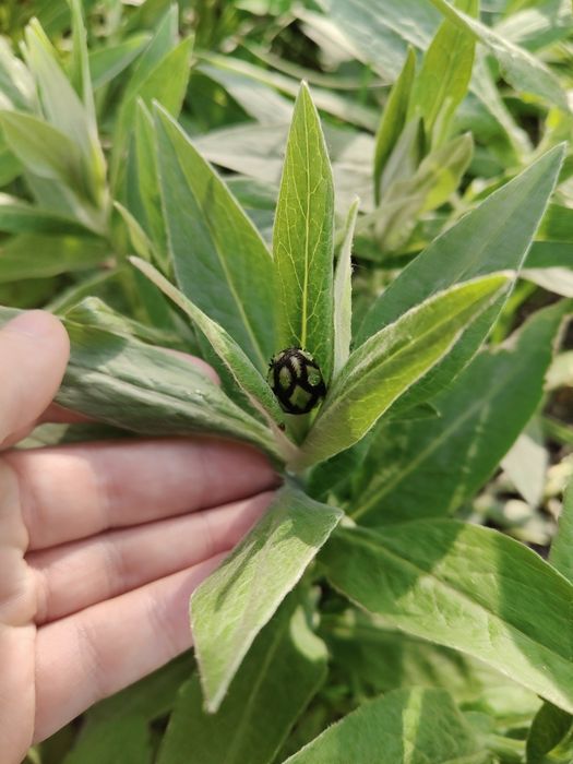 Продам квітку гарну