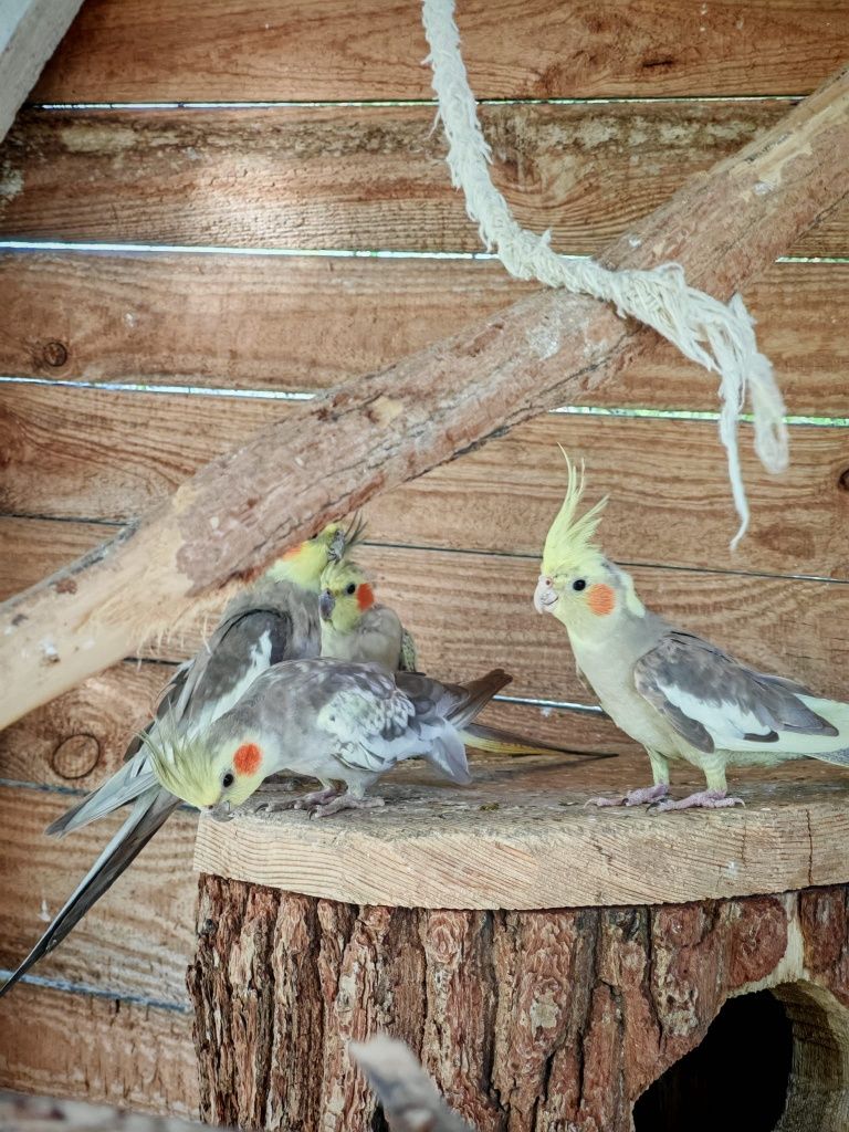 Nimfa mutacja Cinnamion Pied- Samica