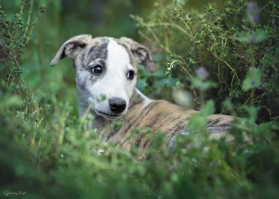 Whippet piekny chłopczyk