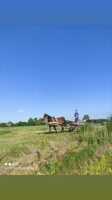 Продам добру Кобилу