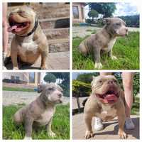 American bully suczka blue merle Quality hight