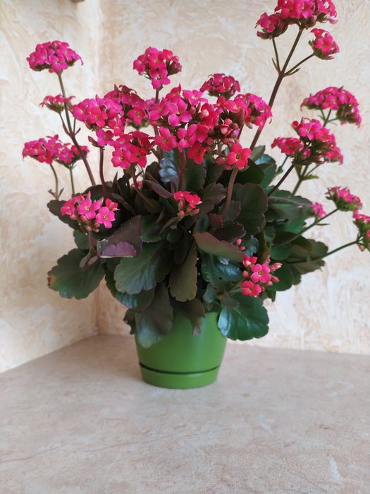 Вазон Каланхої рожевого кольору