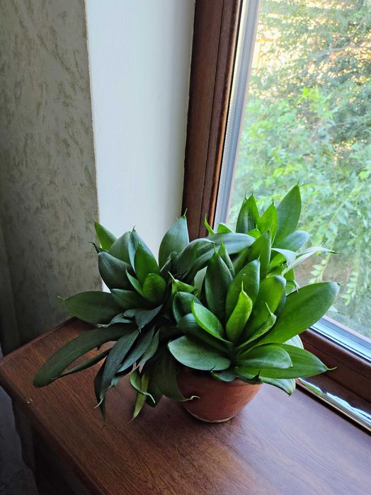 Сансев'єрії, хлорофітуми. У них очищувальні, противірусні властивості.