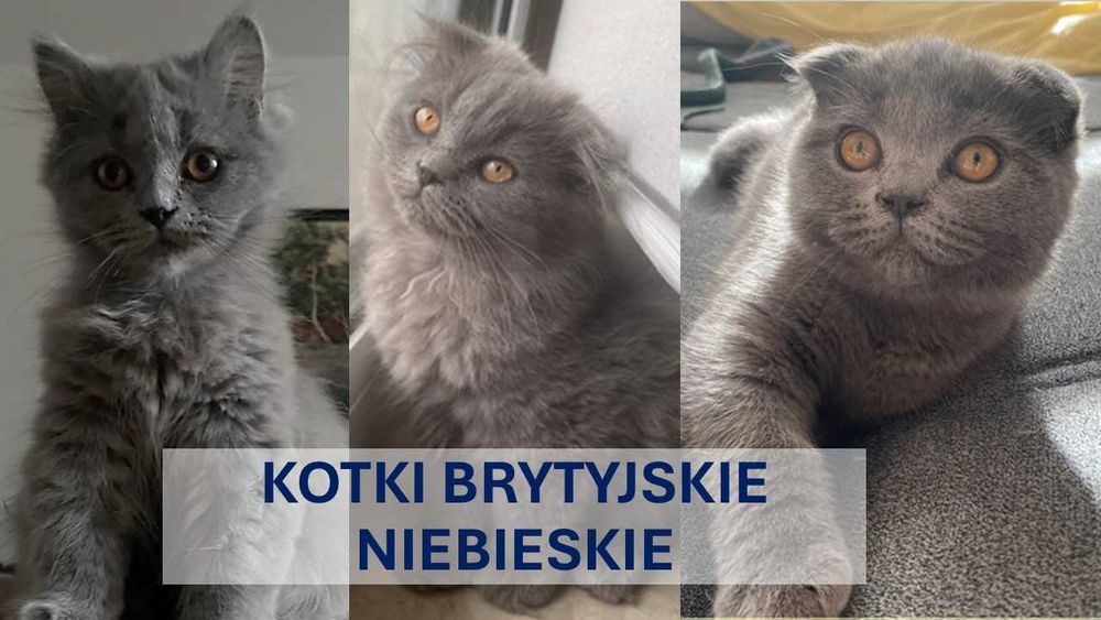 Kotki Brytyjskie Czekają na Kochający Dom