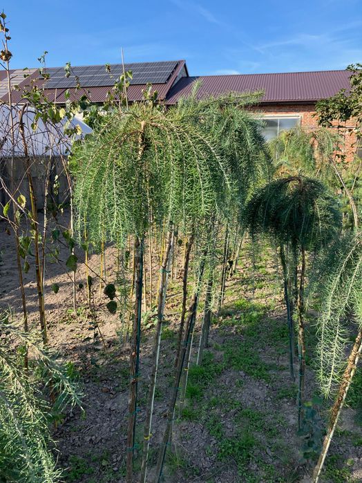 modrzew zwisający pendula  kulisty szczepiony