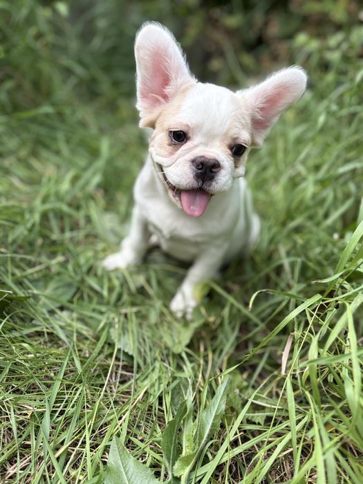Французский бульдог Флаффи девочка