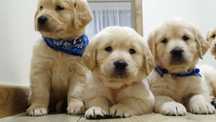 Golden retriever piesek