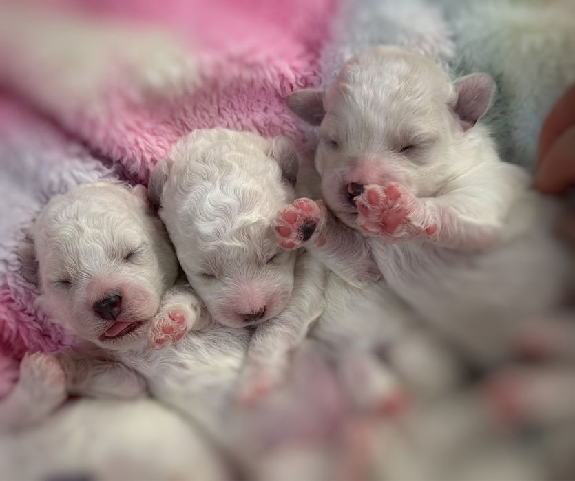 Bichon Frise ZKwP FCI