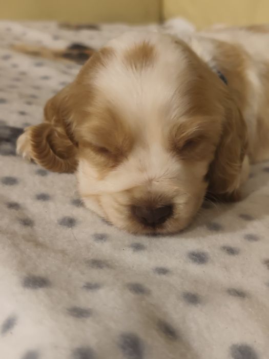 Cocker Spaniel MENINO