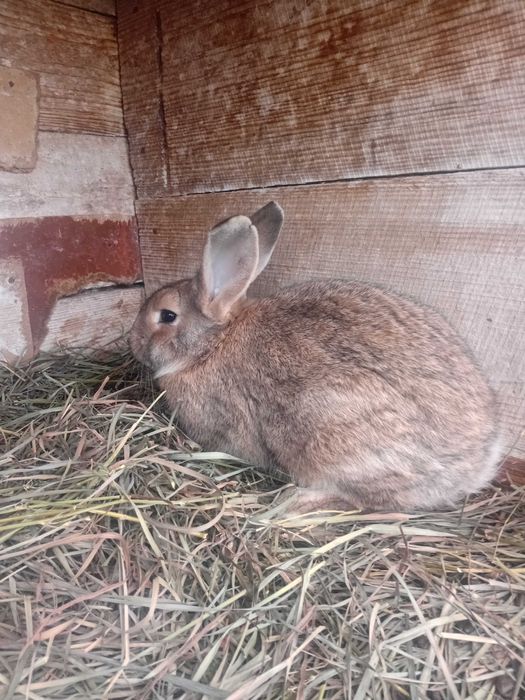Продам молоду кролишку