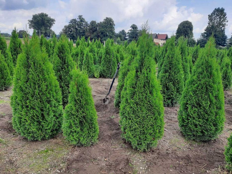 Thuja Smaragd 100,120,140,150 cm! Tuja Szmaragd! Dowóz! Thuje! Sadzimy